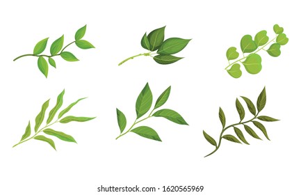 Twigs and Branches with Green Leaves Vector Set