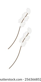 twigs with fluff on a white background,