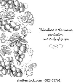Twigs grapes background. Sketch. Hand drawing. Design concept. Vector Illustration, eps10, contains transparencies.