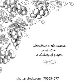 Twigs grapes background. Sketch. Hand drawing. Design concept. Vector Illustration, eps10, contains transparencies.