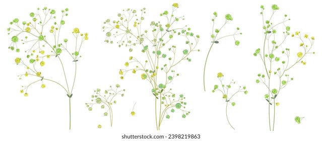 Twigs of gypsophile. White, green tiny little flowers, buds, small leaves. Pale, delicate branches for bouquets. Panoramic view, botanical illustration in watercolor style, horizontal pattern, vector