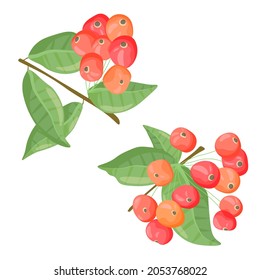 Twigs of juicy red rowan with green leaves, on a white background.