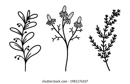 Twigs with leaves and berries vector collection. Plant branches and wildflowers. Hand-drawn herbs. Doodle botanical elements. Isolated grass on white. Sprout silhouette. Monochrome.