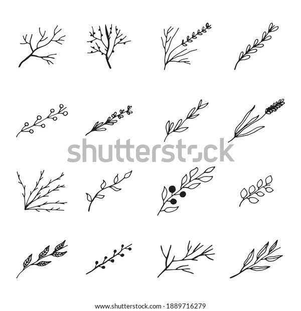 twigs with leaves. vector\
sketch set