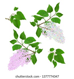 Twigs Lilac multicolored and light pink with flowers and leaves on a white background vintage vector illustration hand draw  editable