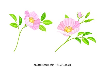 Twigs of rose hip plant set. Delicate pink flowers and green leaves set vector illustration