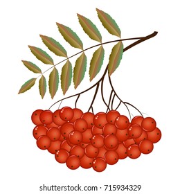 Twigs of Rowan in the autumn