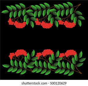 twigs of Rowan with berries