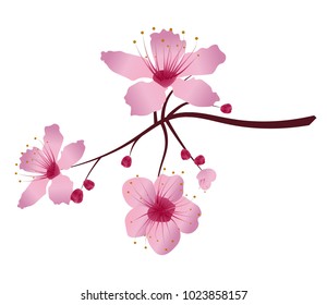 A twigs sakura cherry blossoms. Pink cherry flower blossom branch, peach bloom, sakura branch. Blooming Asian nature. Spring romantic concept. Flat vector illustration. Isolated on white background.
