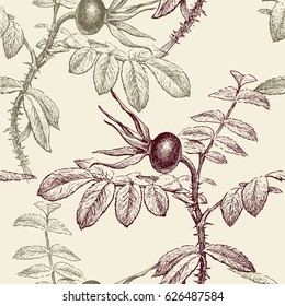 twigs of the wild rose with the ripe fruit