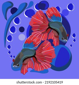 twin gold fish swimming in clear water