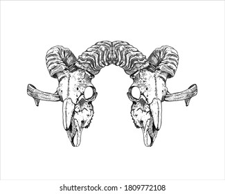 710 Lamb Skull Images Stock Photos Vectors Shutterstock 710-lamb-skull-images-stock-photos-vectors-shutterstock