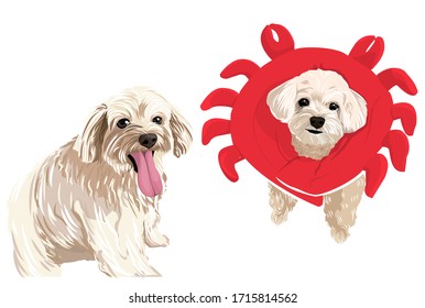 Twin light brown dogs vector