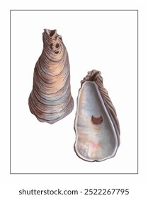 As conchas de ostras gêmeas estão em pé, uma exibindo um exterior intrincado e em camadas e a outra revelando um interior liso e iridescente.