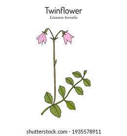 Twinflower (Linnaea borealis), planta medicinal. Ilustración de vector botánico dibujada a mano