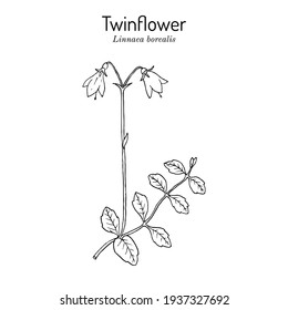 Twinflower (Linnaea borealis), planta medicinal. Ilustración de vector botánico dibujada a mano