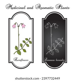 Twinflower (Linnaea borealis), planta medicinal. Ilustración de vector botánico dibujada a mano