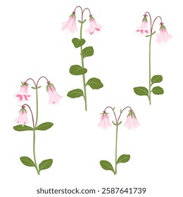 twinflowers, twin flowers, Linnaea borealis , vector drawing wild plants at white background, floral element, hand drawn botanical illustration