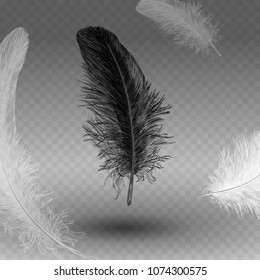 twirled realistic feathers isolated on a transparent background. Easy style, can be used in flyers, banners, a web. Elements for design.