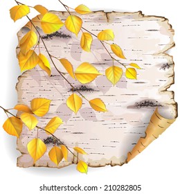 Twisted piece of birch bark with yellow branches.