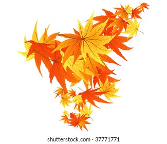 Twisted row of autumn  maples leaves. Vector illustration.