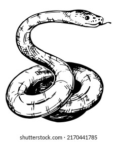 Twisted Snake Sketch Realistic Ink Drawing Stock Vector (Royalty Free ...