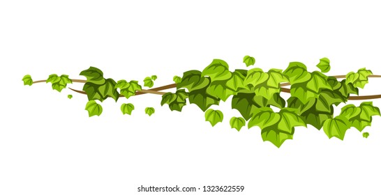 Twisted wild lianas branches background. Jungle vines plants. Woody natural tropical rainforest.