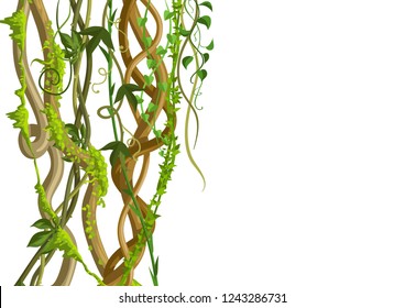 Twisted wild lianas branches banner. Jungle vines plants. Woody natural tropical rainforest.