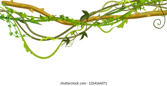 Twisted wild lianas branches banner. Jungle vines plants. Woody natural tropical rainforest.