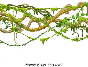 Twisted wild lianas branches banner. Jungle vines plants. Woody natural tropical rainforest.