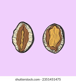 Two abalones. Colorful vector illustrations set. with a colored background