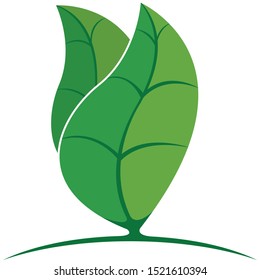 Two abstract leaves of a green tree on white background. Vector image