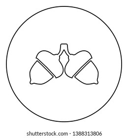 Two acorn icon in circle round outline black