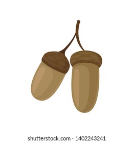 Two acorn on a white background. Vector illustration.