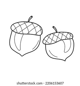 Two acorns in cartoon style, coloring page on white, coloring game for children. Hand drawn. Forest decoration, seasonal nature element.