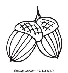 Dos bellotas.  Dibujado en estilo doodle.  Dibujo aislado sobre un fondo blanco.  Vector.