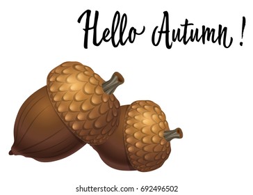 Two acorns isolated on white background. Vector