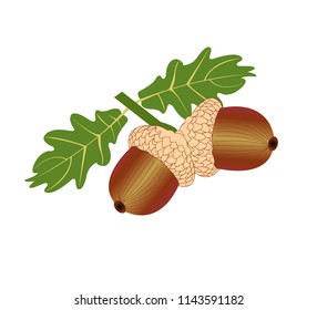 Two acorns and leaves
