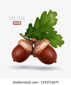 Two acorns with leaves isolated on white background, realistic acorn, oak, autumn fruit, symbol of autumn. 3d illustrator illustration. EPS10