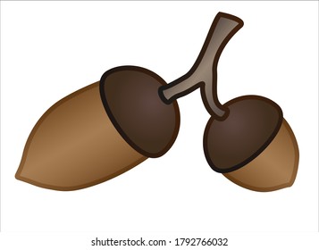 Two acorns on a branch - vector full color illustration. Large and small brown acorns on an oak branch.
