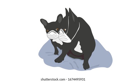 Two adorable dark gray dogs (French bulldogs) with mouth masks on, to protect against the Corona virus. Pandemic in 2020.