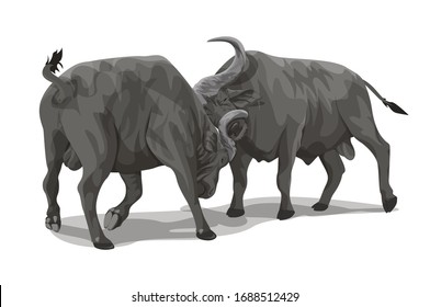 Two African Buffalo fighting each other.