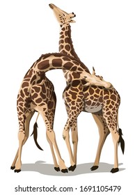 Two African Giraffes Fighting for territory