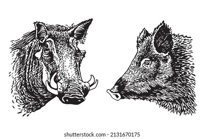 Two african wild hogs isolated on white,vector elements,boars