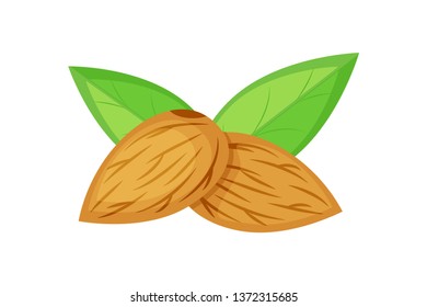 two almond nuts with green leaves vector illustration isolated on white background.