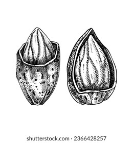 Two almond nuts in nutshell sketches.  Hand-drawn vector illustration. Vintage almonds, cosmetics ingredient, healthy food drawings. Botanical design element in engraved style for label and packaging.