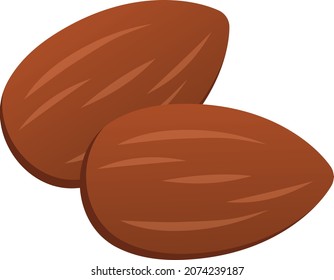 Two almonds isolated vector illustration.