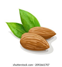 Two almonds with leaves isolated on white background. Raw vegan healthy food. Vector Illustration.
