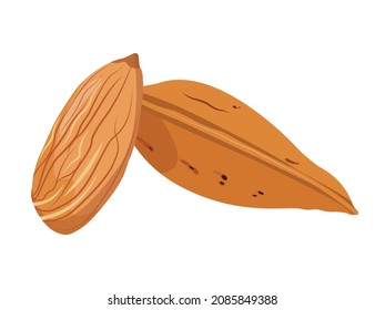 Two almonds nuts with shell. Vector color realistic illustration. Isolated on white background