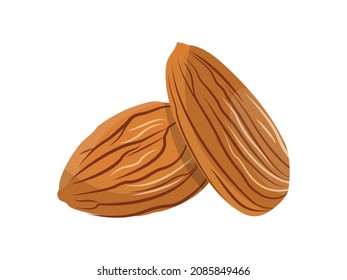 Two almonds nuts with shell. Vector color realistic illustration. Isolated on white background